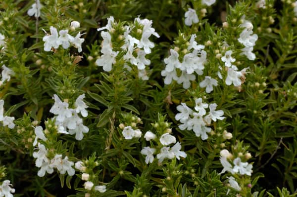 Kriechendes Bohnenkraut mit weißen Blüten als Beispiel für Pflanzen für Dachbegrünung