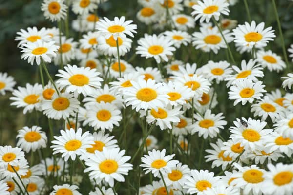 Römische Kamille mit gelb weißen Blüten