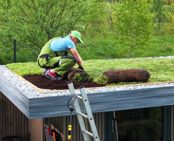 Gärtner rollt Sedum Matte zur Dachbegrünung auf einem Schuppen aus.