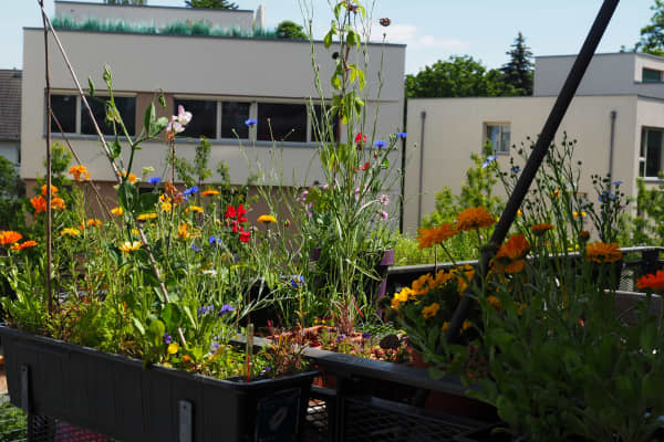 Pflanzkübel mit Wildblumen auf dem Balkon