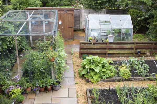 Reihenhausgarten mit Beeten und Gewächshaus.