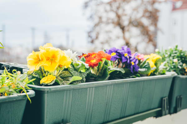 Balkonkasten mit Frühjahrblüher.
