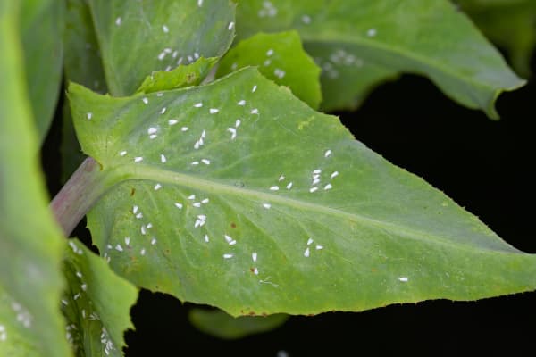 Pflanze mit weißen Fliegen auf Blattunterseite