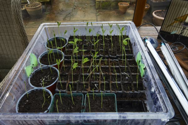 Pflanzschale mit vorgezogenen Pflänzchen.