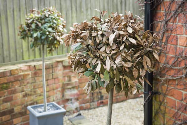 Bild mit zwei Lorbeerbäumchen die braune Blätter haben.