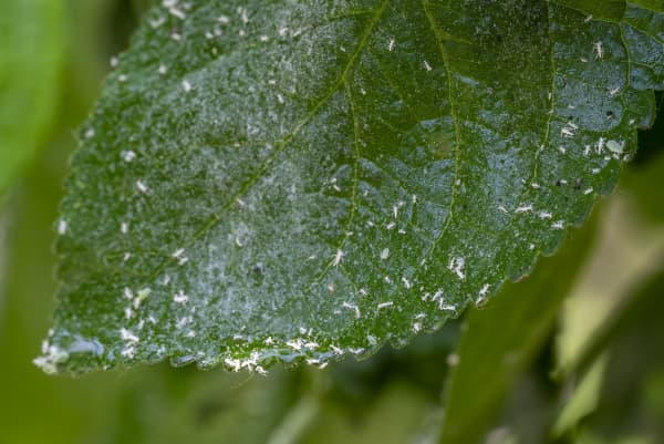 Rosenblatt mit weißen Fliegen
