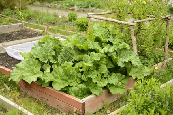 Gemüsebeet mit Rhabarberpflanze.