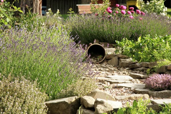 Garten mit Lavendel- und Steinbeeten.