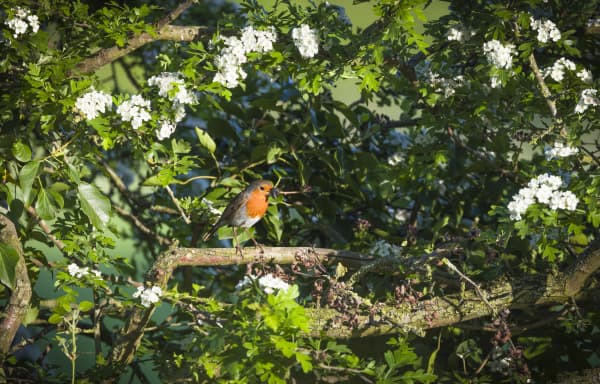 Weißdorn-Hecke mit einem Vogel