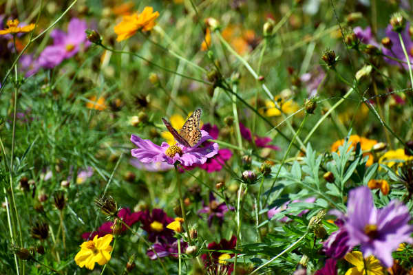 Wildblumenwiese mit einem Schmetterling