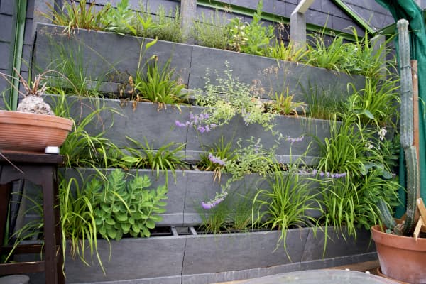 Bepflanzte Wand eines kleinen Garten.