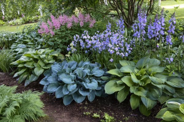 Ein Blumenbeet mit bunten Blumen.
