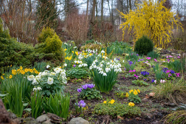 Ein Garten mit Blumen im  Frühjahr