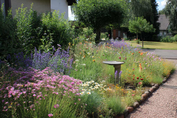 Vorgarten als Wildblumenwiese mit Vogeltränke.