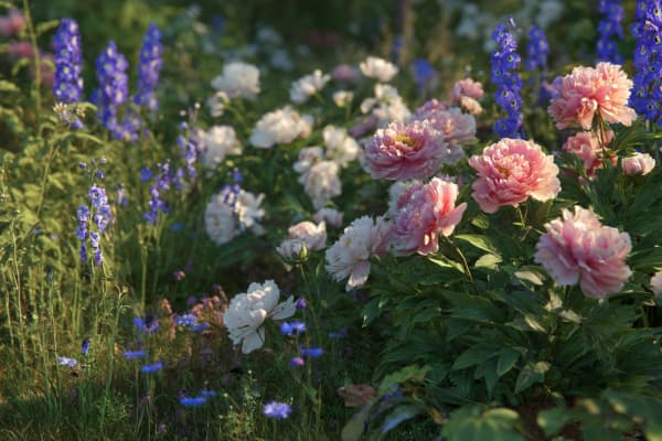 Blumenbeet mit Pfingstrosen