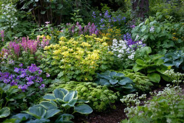 Blumenbeet mit verschiedenen Pflanzen