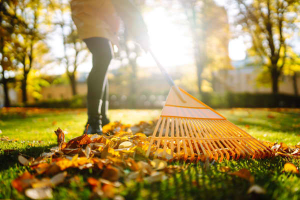 Frau mit Rechen auf grüner Wiese im Garten mit bunten Blättern