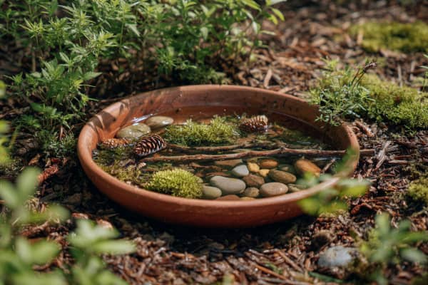 Kleine Wasserstelle mit Steinen, Moos, Stöckern.