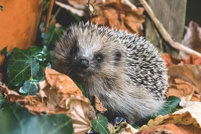 Igel im Laub