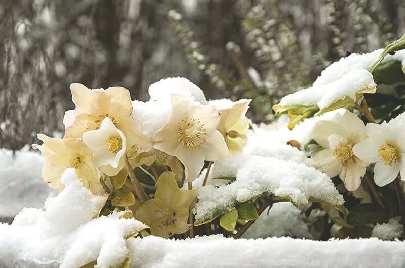 Schneebedeckte  blühende Schneerosen im Garten