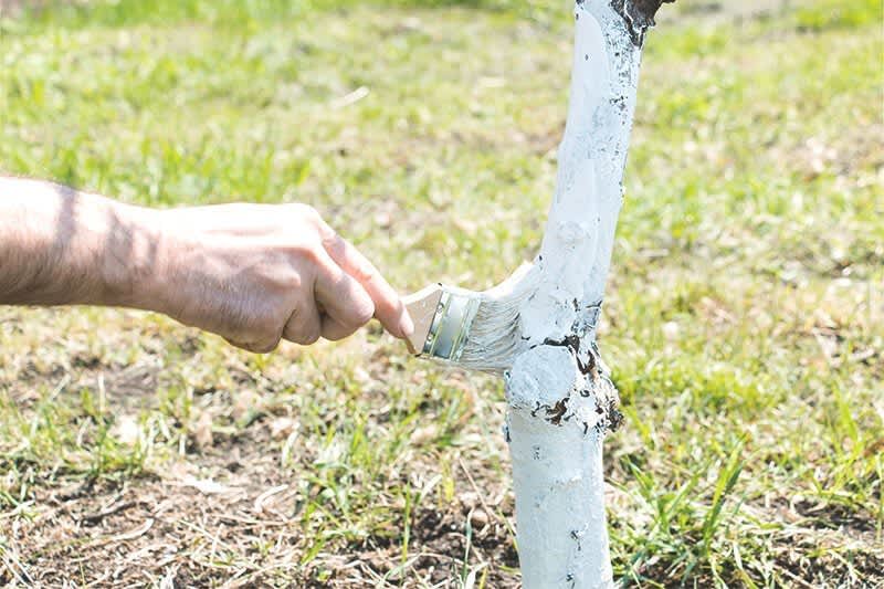 Die Hand einer männlichen Person hält einen Pinsel und streicht damit den Stamm eines Baumes weiß