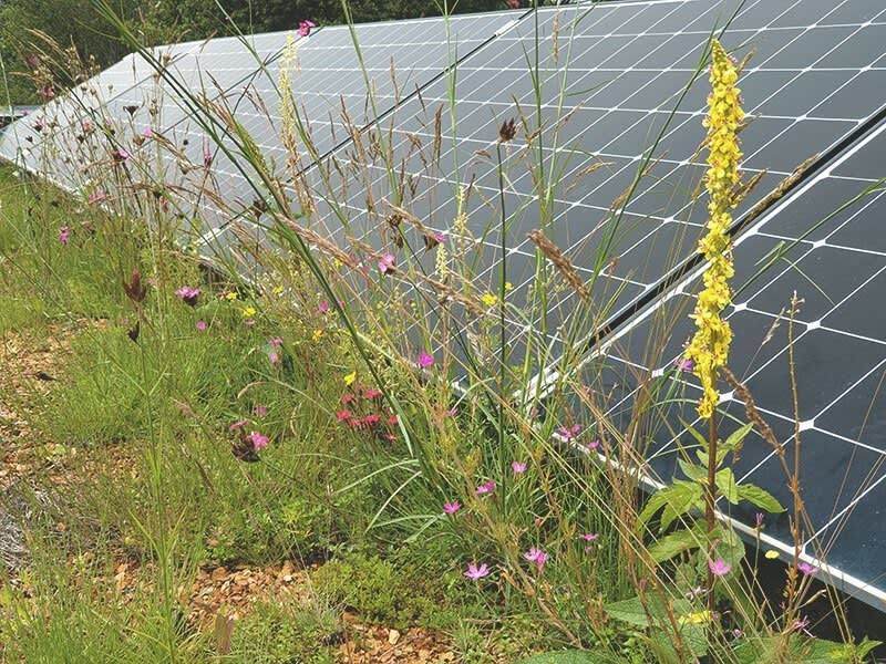 Solar Dach Dachbegrünung