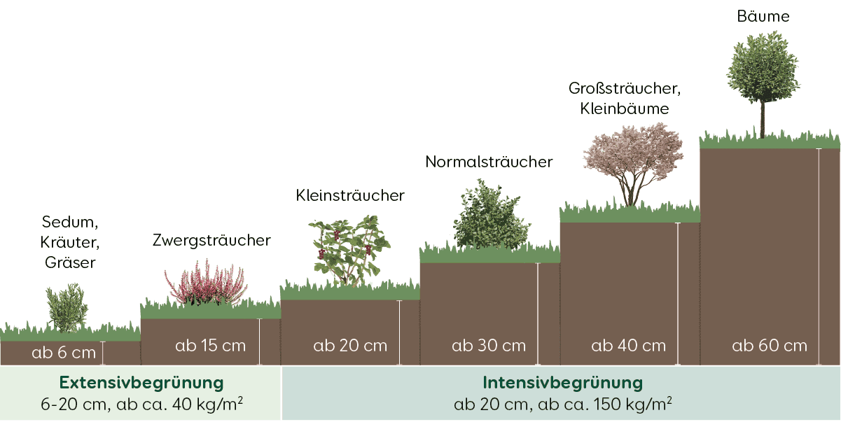 Dach Dachbegrünung Höhe