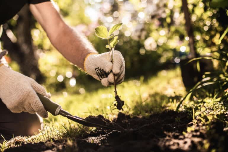 Mann pflanzt Erdbeerpflanze im Garten ein