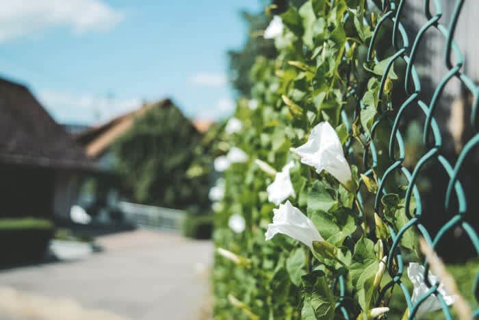 Bewachsener Maschendrahtzaun an der Straße