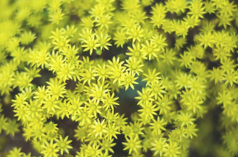 der beliebte Bodendecker Mauerpfeffer als Sedum für Gründach