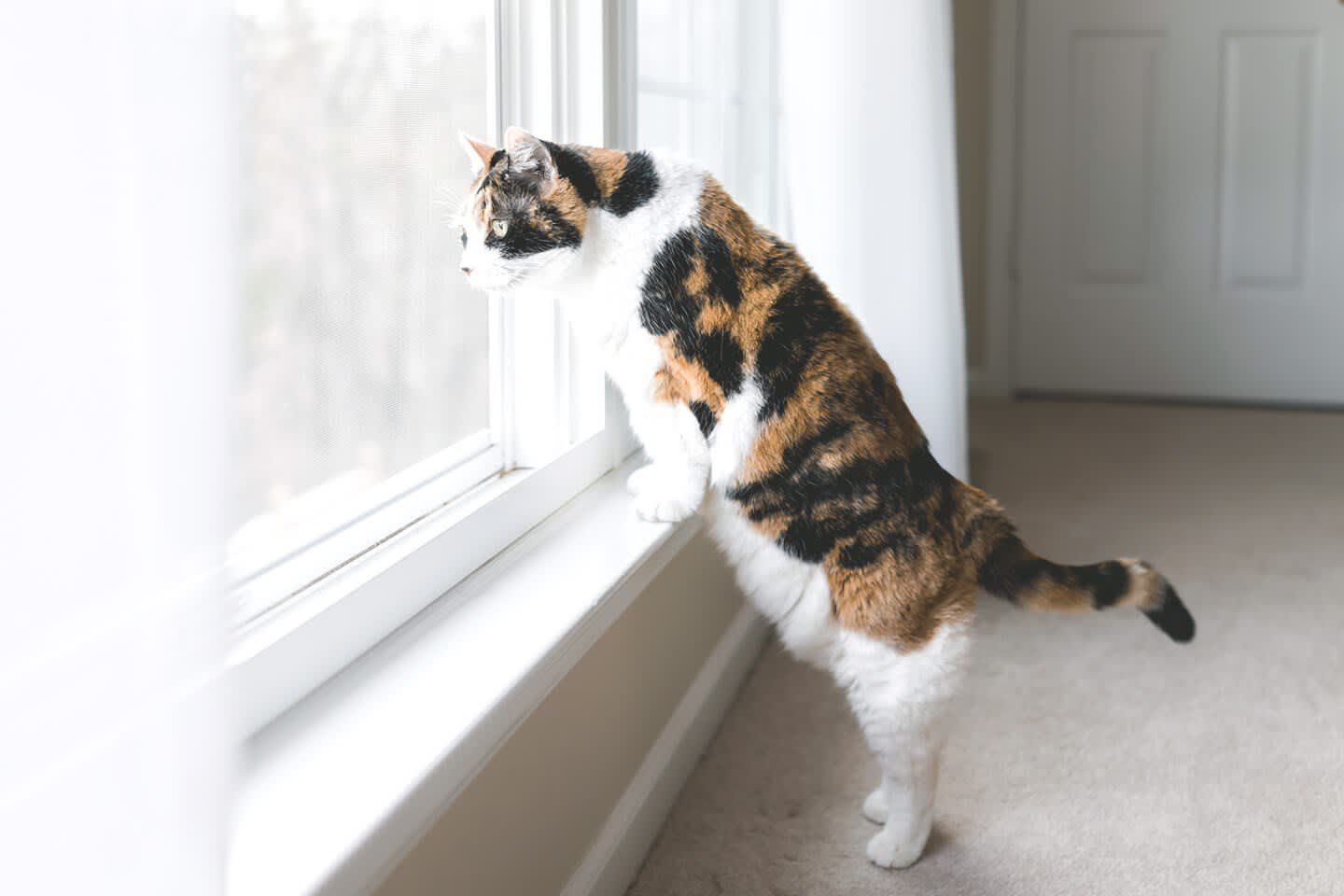 Katze sitzt am Fenster