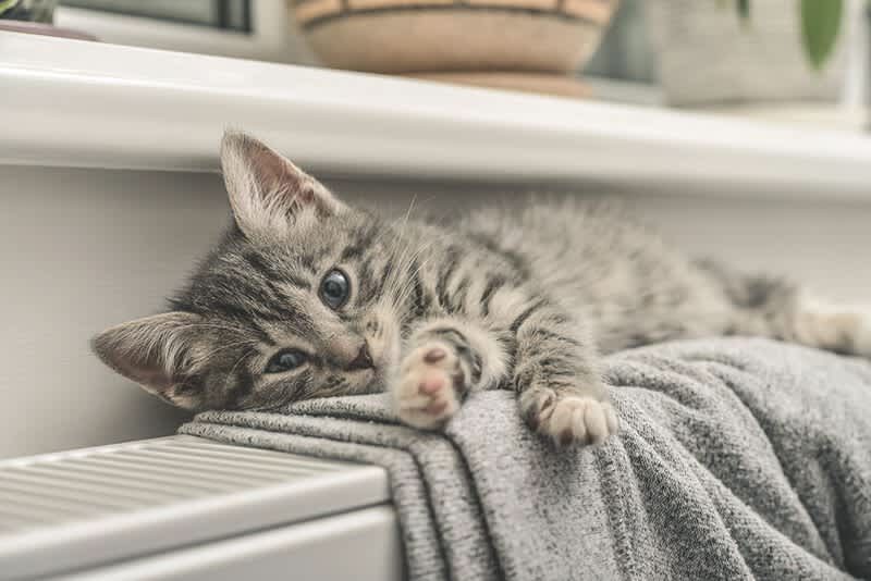 Katze auf einem Heizkörper einer Gasheizung