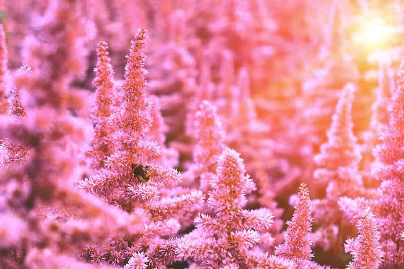 Astilbe als Gartenpflanze