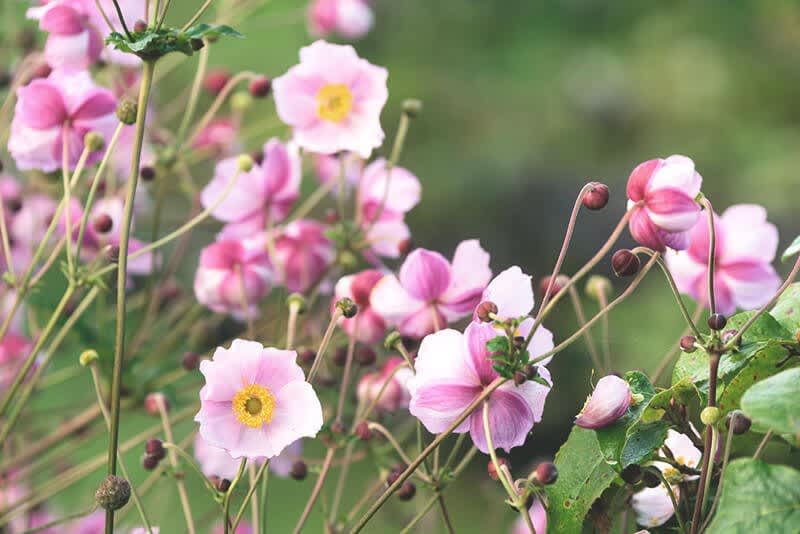 Blühende Herbst-Anemonen im Garten