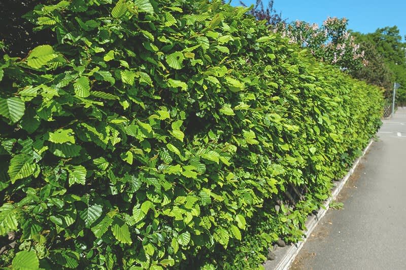 Hainbuche als immergrüne Gartenpflanze