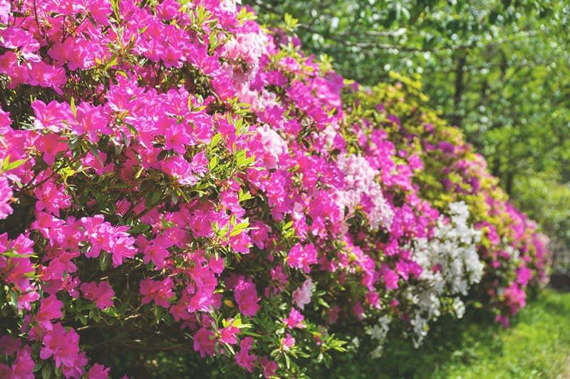 Pink blühende Rhododendronbüsche in einem Garten