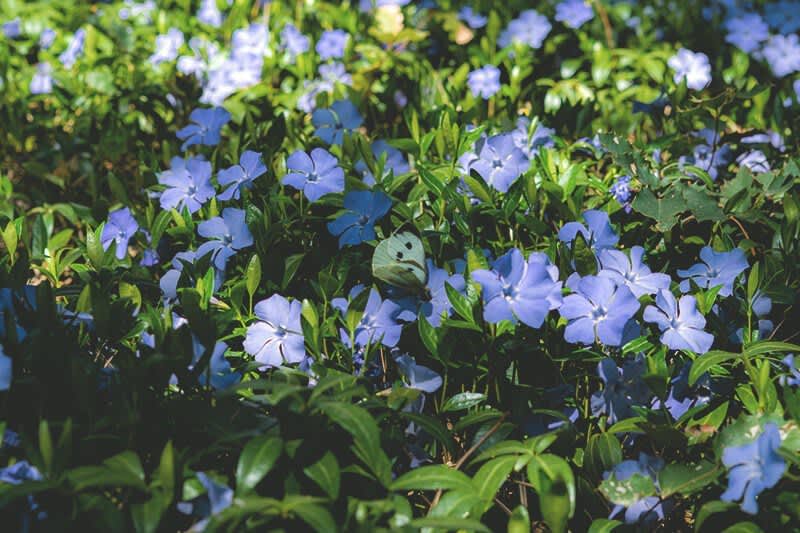 Immergrün als winterharte Gartenpflanze