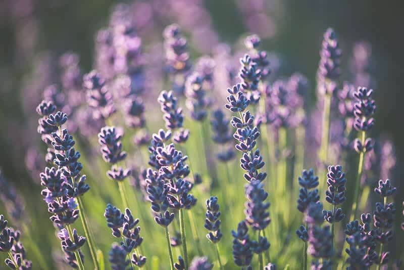 Lavendel als Gartenpflanze