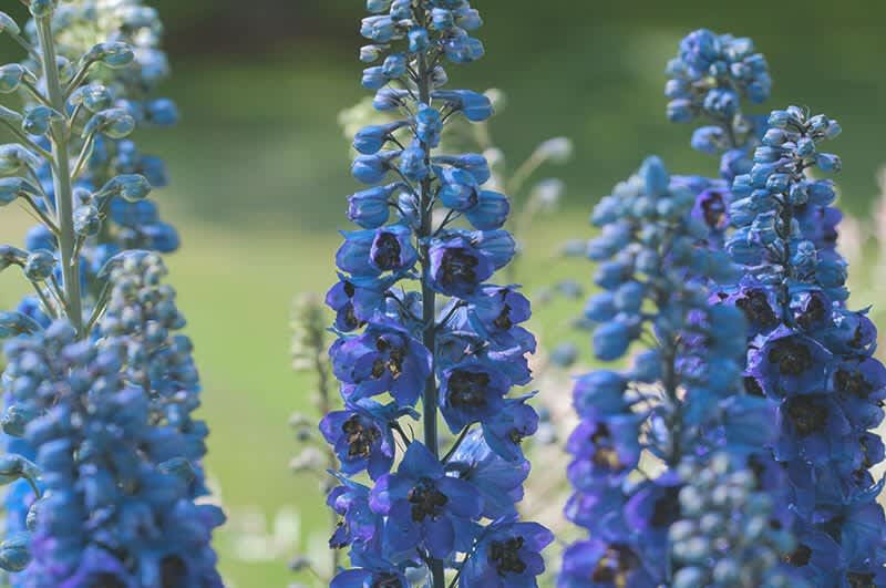 Blauer Eisenhut als giftige Gartenpflanze