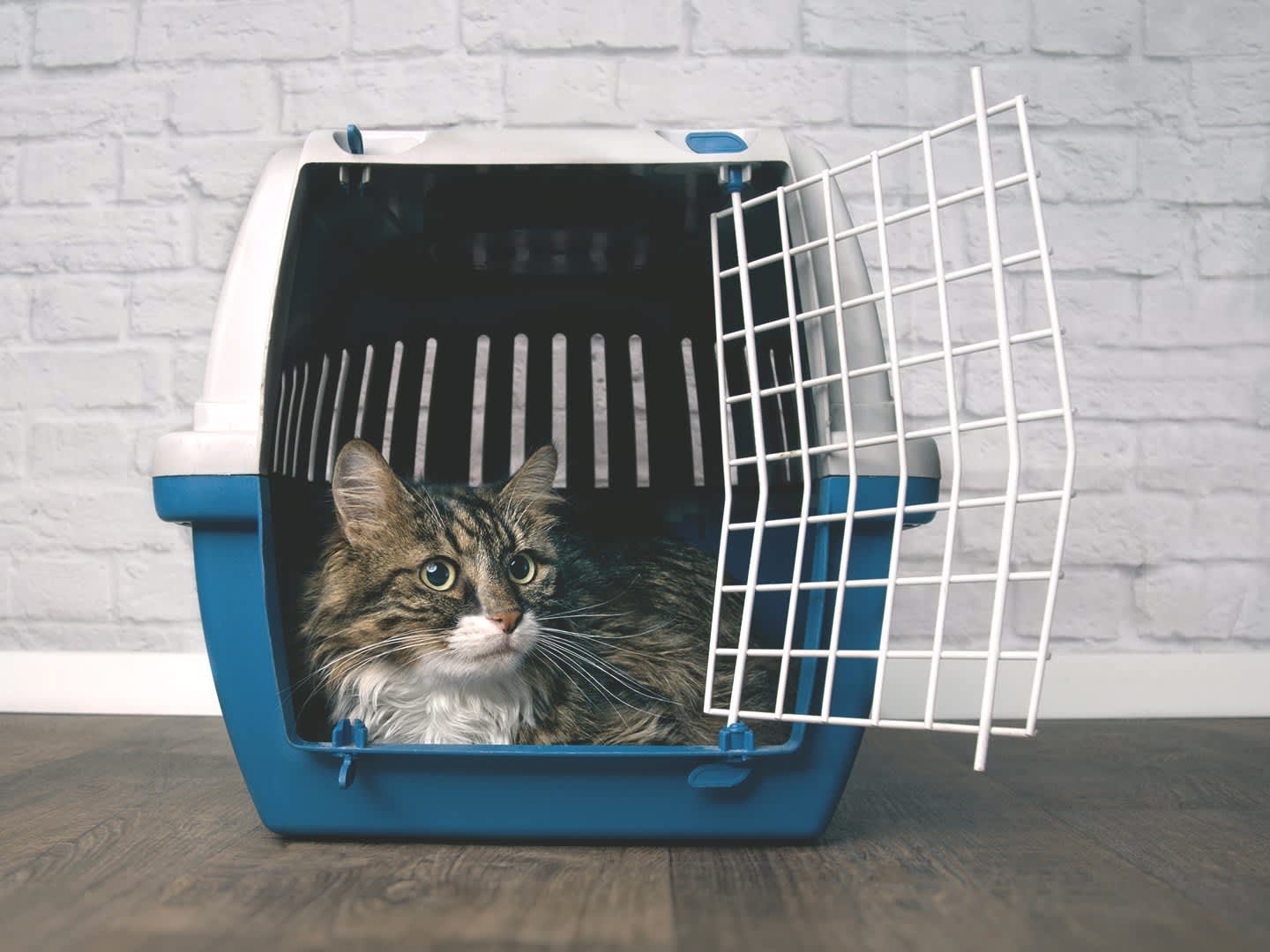Das Bild zeigt eine Katze in einer blau-weißen Transportbox, die geöffnet ist und auf dem Boden steht.
