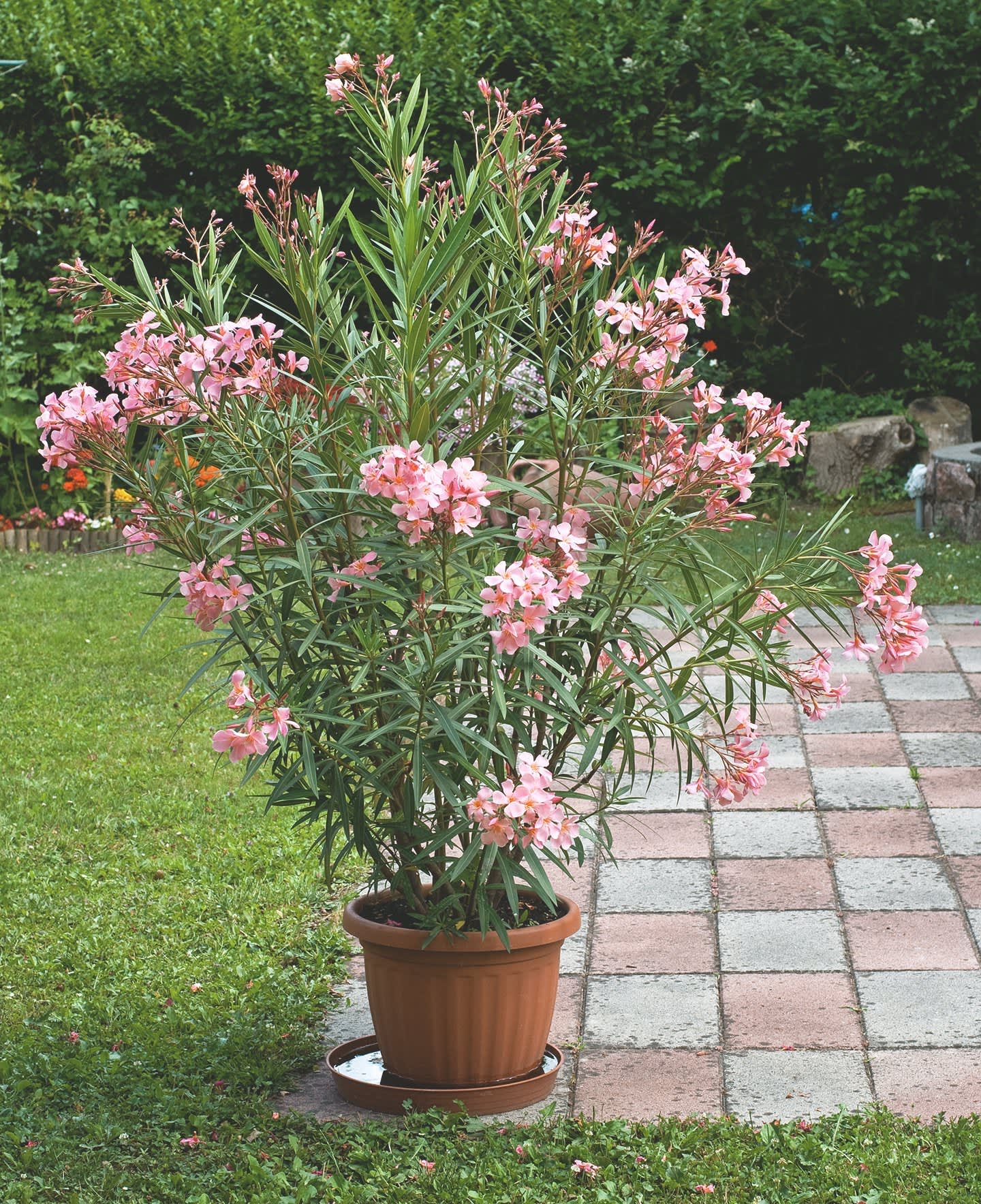 Giftfplanzen Oleander