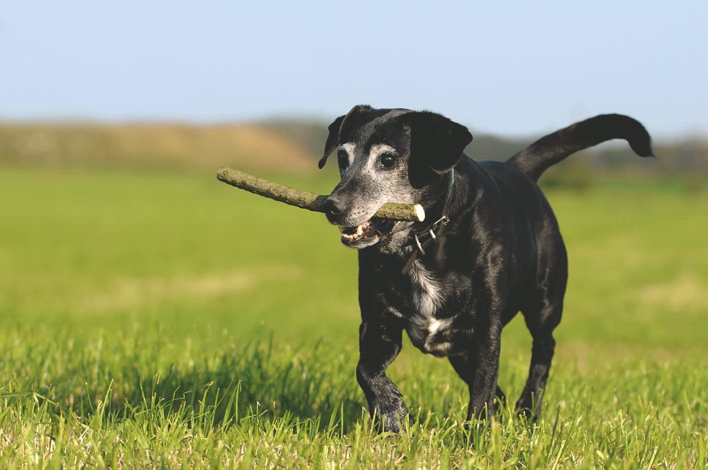 Giftige Planzen fuer Hunde