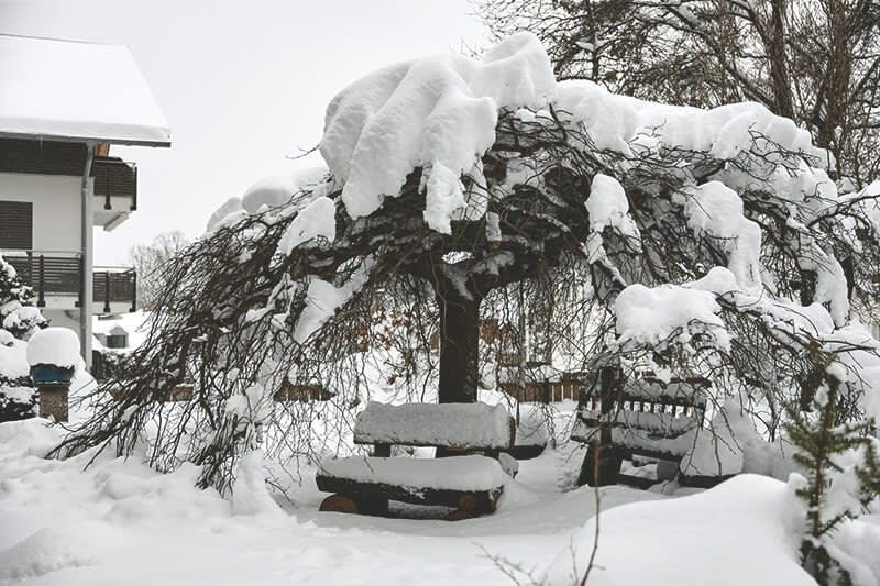 Januar Baum Schnee