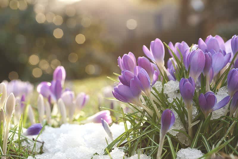 Fruehblueher im Januar