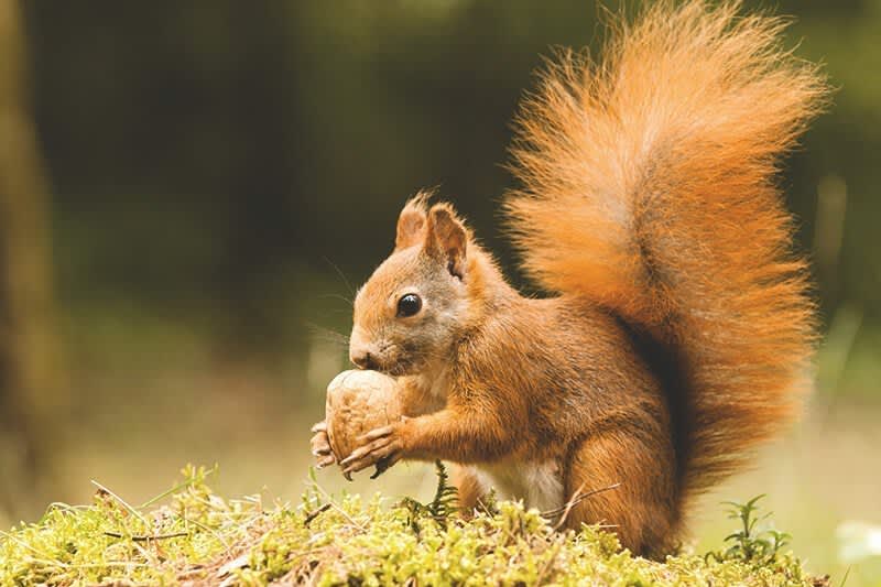 Eichhörnchen Diebe