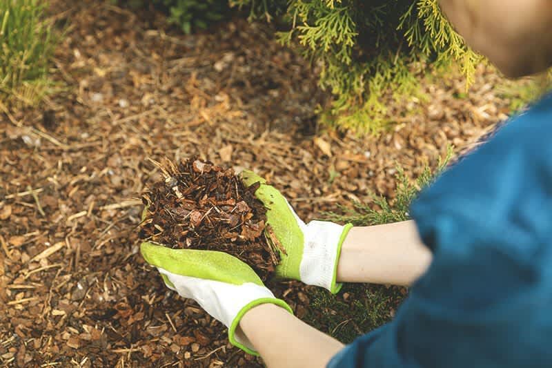 Hände mit Rindenmulch im Beet