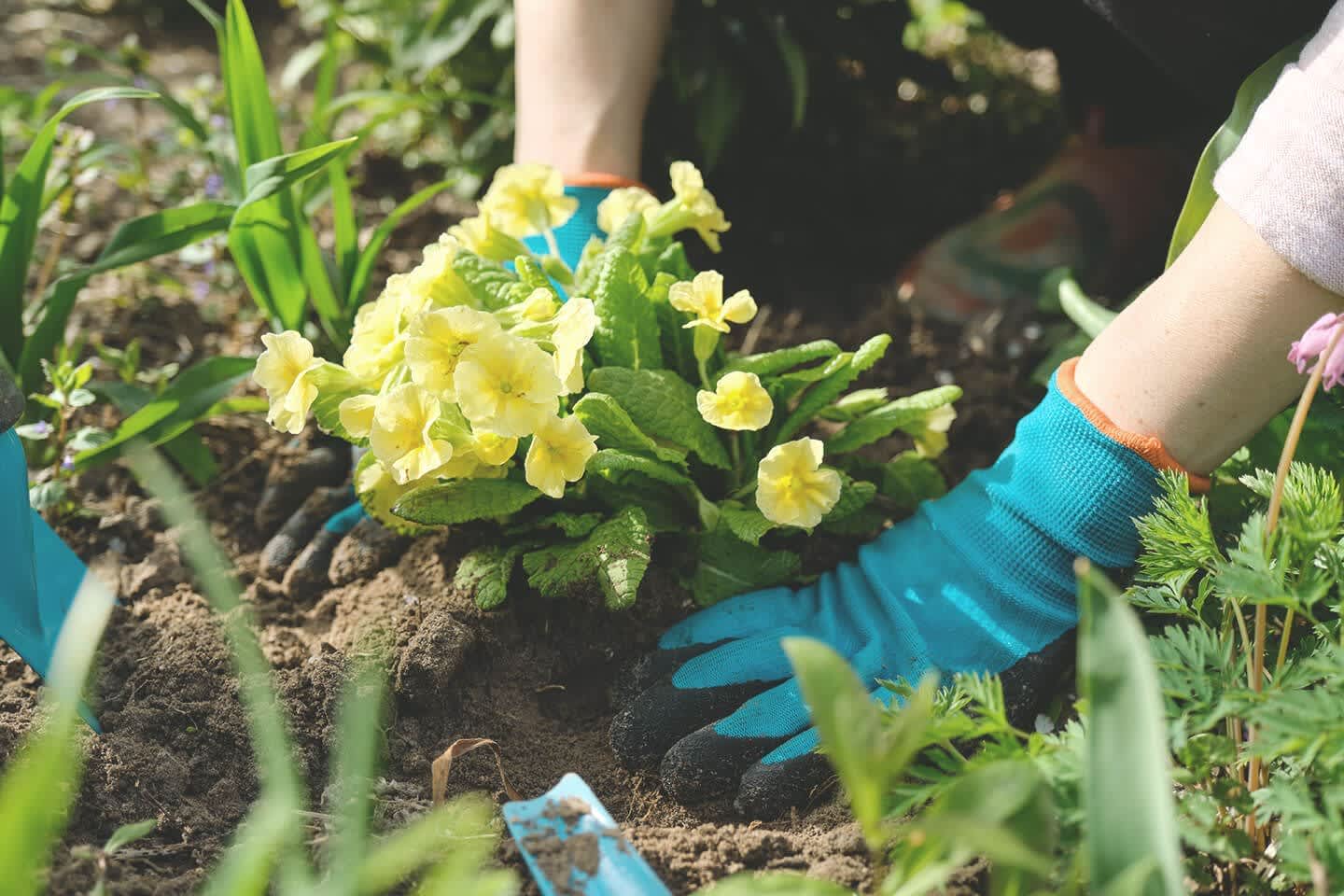 Blumen werden eingepflanzt