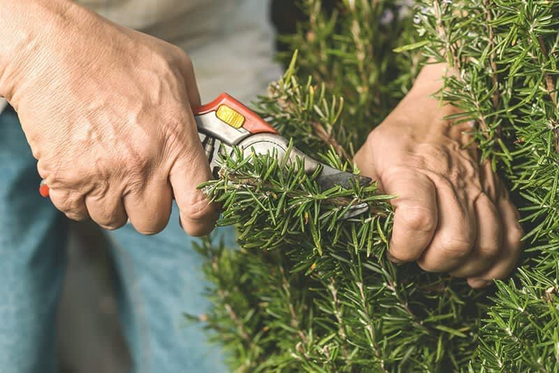 Lavendel wird zurück geschnitten