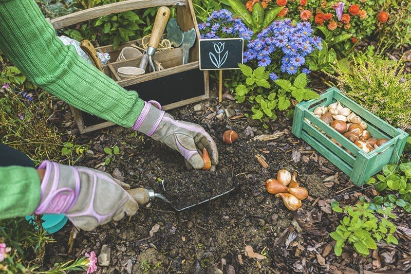 Person pflanzt Blumenzwiebeln im Beet