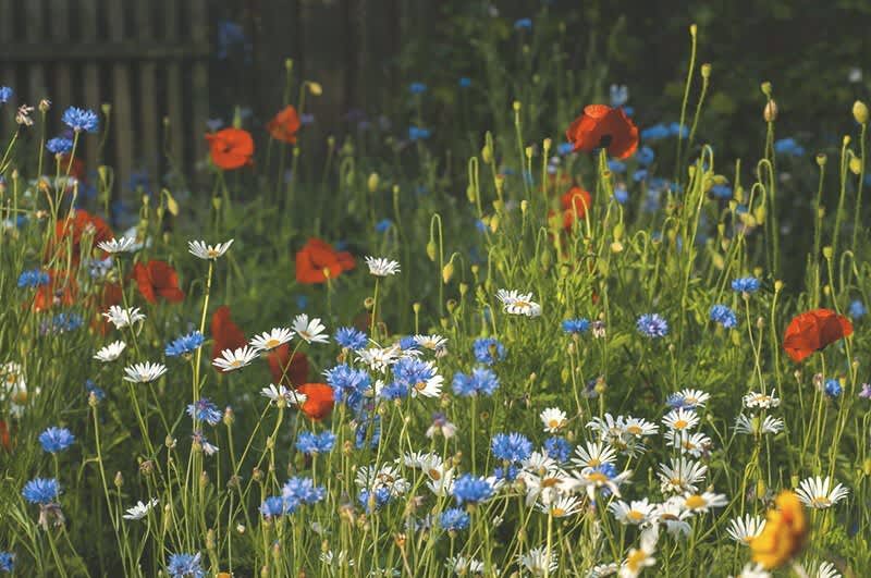 Wildblumen auf einer Wiese